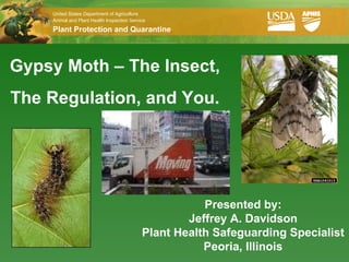 Gypsy Moth – The Insect, The Regulation, and You. Presented by: Jeffrey A. Davidson Plant Health Safeguarding Specialist Peoria, Illinois 