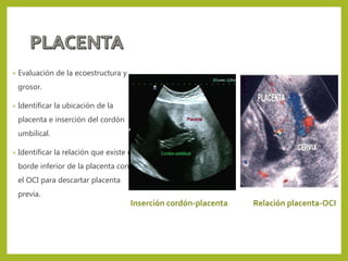 • Evaluación de la ecoestructura y
grosor.
• Identificar la ubicación de la
placenta e inserción del cordón
umbilical.
• Identificar la relación que existe el
borde inferior de la placenta con
el OCI para descartar placenta
previa.
Inserción cordón-placenta Relación placenta-OCI
 
