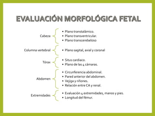 Cabeza
• Plano transtalámico.
• Plano transventricular.
• Plano transcerebeloso.
Columna vertebral • Plano sagital, axial y coronal.
Tórax
• Situs cardiaco.
• Plano de las 4 cámaras.
Abdomen
• Circunferencia abdominal.
• Pared anterior del abdomen.
• Vejiga y riñones.
• Relación entre CA y renal.
Extremidades
• Evaluación 4 extremidades, manos y pies.
• Longitud del fémur.
 