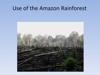 Use of the Amazon Rainforest 