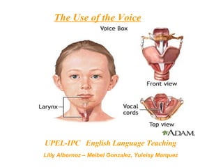The Use of the Voice   UPEL-IPC  English Language Teaching  Lilly Albornoz – Meibel Gonzalez, Yuleisy Marquez   