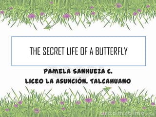 THE SECRET LIFE OF A BUTTERFLY
     Pamela Sanhueza C.
Liceo La Asunción. Talcahuano
 
