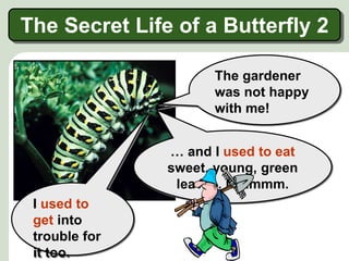 I used to
live on
plants …
The gardener
was not happy
with me!
… and I used to eat
sweet, young, green
leaves. Mmmmm.
I used to
get into
trouble for
it too.
The Secret Life of a Butterfly 2
 