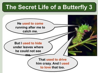 He used to come
running after me to
catch me.
But I used to hide
under leaves where
he could not see
me.
That used to drive
him crazy. And I used
to love that too.
The Secret Life of a Butterfly 3
 