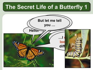 …I used to be
a caterpillar!
…I used to be
a caterpillar!
Hello!Hello!
I am Madame
Butterfly …
I am Madame
Butterfly …
… and I am
beautiful!
… and I am
beautiful!
…I used to
look very
different!
…I used to
look very
different!
The Secret Life of a Butterfly 1The Secret Life of a Butterfly 1
But let me tell
you …
But let me tell
you …
 