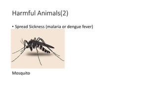 Harmful Animals(2)
• Spread Sickness (malaria or dengue fever)
Mosquito
 