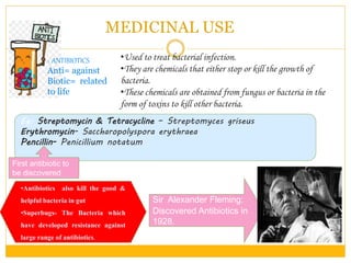 MEDICINAL USE
1. ANTIBIOTICS
Anti= against
Biotic= related
to life
•Used to treat bacterial infection.
•They are chemicals that either stop or kill the growth of
bacteria.
•These chemicals are obtained from fungus or bacteria in the
form of toxins to kill other bacteria.
Eg: Streptomycin & Tetracycline – Streptomyces griseus
Erythromycin- Saccharopolyspora erythraea
Pencillin- Penicillium notatum
First antibiotic to
be discovered
•Antibiotics also kill the good &
helpful bacteria in gut
•Superbugs- The Bacteria which
have developed resistance against
large range of antibiotics.
Sir Alexander Fleming:
Discovered Antibiotics in
1928.
 