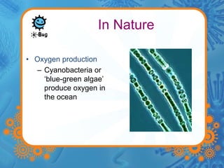 In Nature 
• Oxygen production 
– Cyanobacteria or 
‘blue-green algae’ 
produce oxygen in 
the ocean 
 