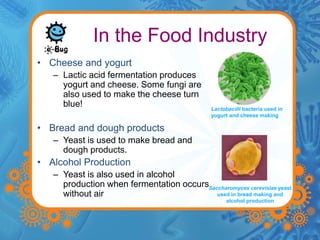 In the Food Industry 
• Cheese and yogurt 
– Lactic acid fermentation produces 
yogurt and cheese. Some fungi are 
also used to make the cheese turn 
blue! 
• Bread and dough products 
– Yeast is used to make bread and 
dough products. 
• Alcohol Production 
– Yeast is also used in alcohol 
production when fermentation occurs 
without air 
Lactobacilli bacteria used in 
yogurt and cheese making 
Saccharomyces cerevisiae yeast 
used in bread making and 
alcohol production 
 