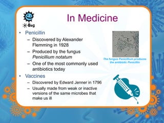 In Medicine 
• Penicillin 
– Discovered by Alexander 
Flemming in 1928 
– Produced by the fungus 
Penicillium notatum 
– One of the most commonly used 
antibiotics today 
• Vaccines 
– Discovered by Edward Jenner in 1796 
– Usually made from weak or inactive 
versions of the same microbes that 
make us ill 
The fungus Penicillium produces 
the antibiotic Penicillin 
 