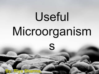 Useful
Microorganism
s
 