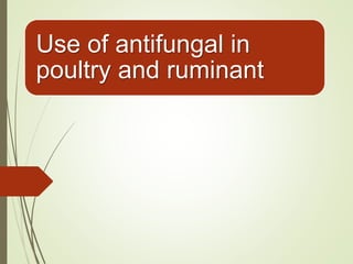 Use of antifungal in
poultry and ruminant
 