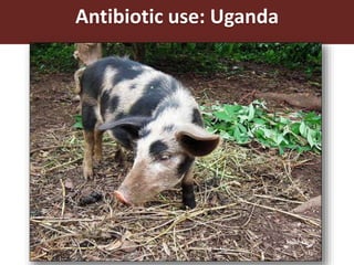 Present and future use of antimicrobials in pigs with case studies from Uganda and Vietnam
