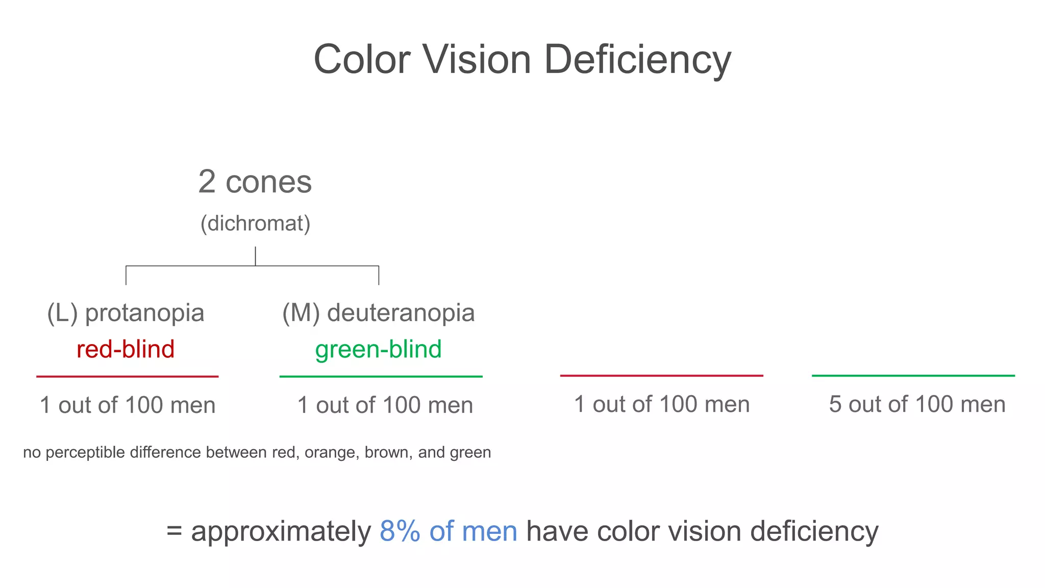 Color Vision Deficiency
= approximately 8% of men have color vision deficiency
no perceptible difference between red, orange, brown, and green
2 cones
(dichromat)
(L) protanopia
red-blind
(M) deuteranopia
green-blind
1 out of 100 men 1 out of 100 men 1 out of 100 men 5 out of 100 men
 