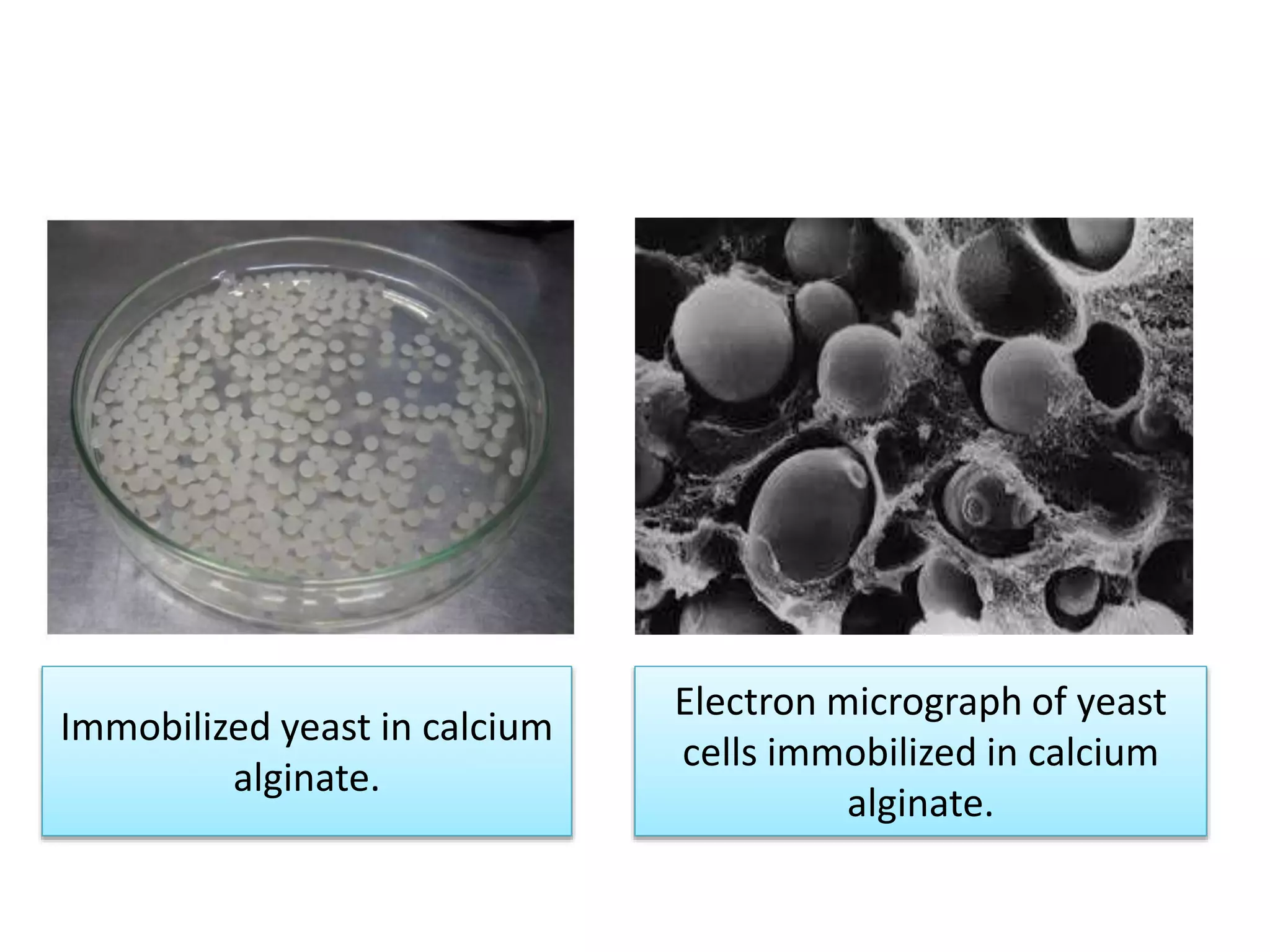 Electron micrograph of yeast
cells immobilized in calcium
alginate.
Immobilized yeast in calcium
alginate.
 