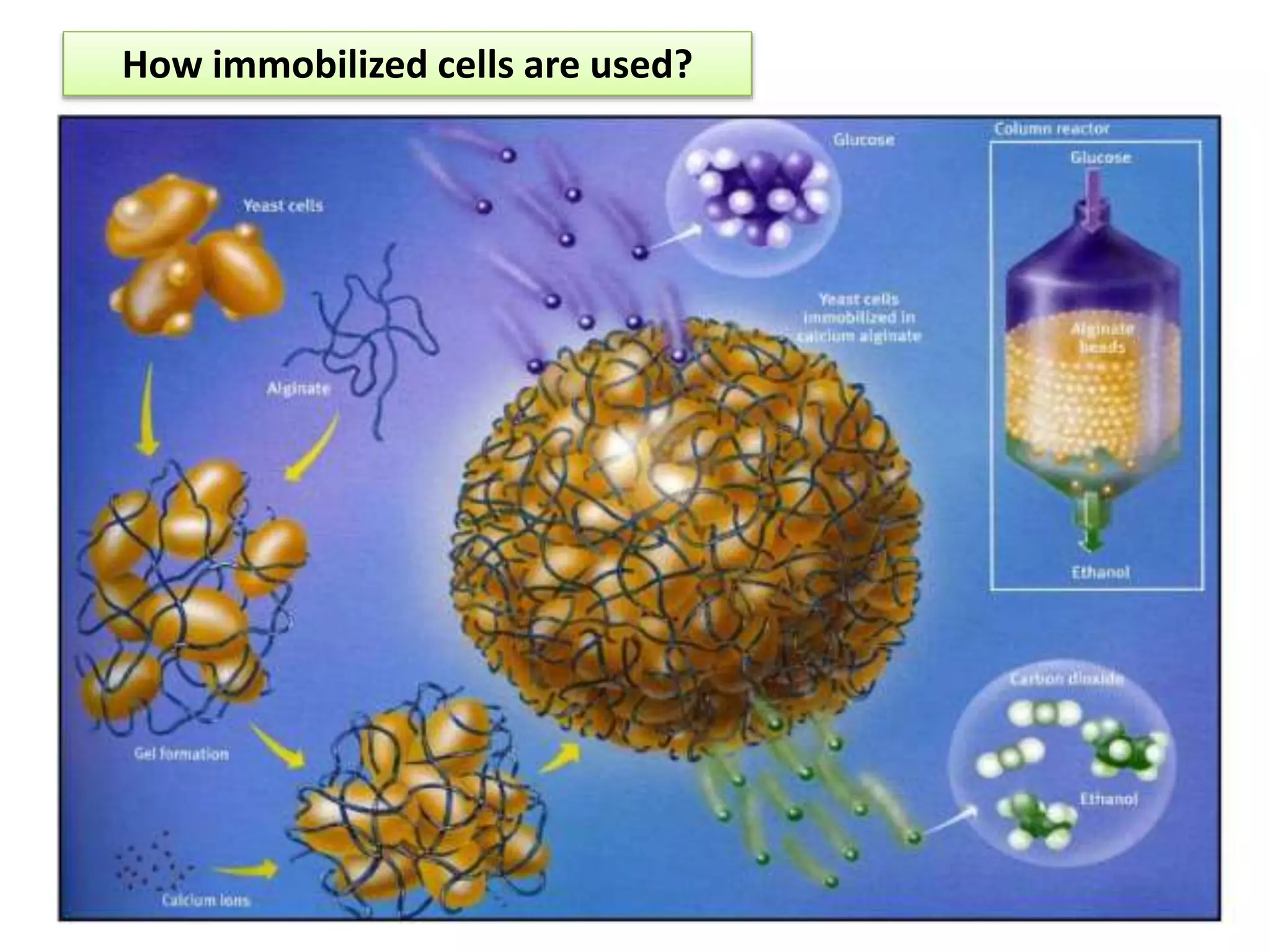 How immobilized cells are used?
 