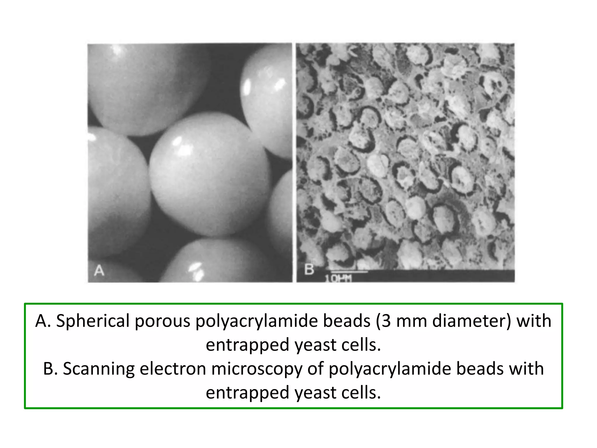A. Spherical porous polyacrylamide beads (3 mm diameter) with
entrapped yeast cells.
B. Scanning electron microscopy of polyacrylamide beads with
entrapped yeast cells.
 