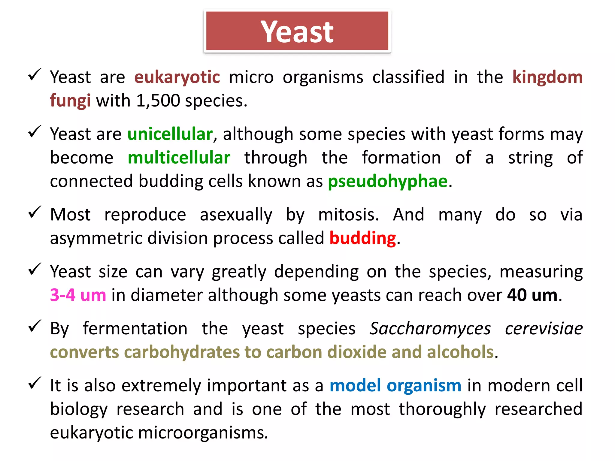 Yeast
 Yeast are eukaryotic micro organisms classified in the kingdom
fungi with 1,500 species.
 Yeast are unicellular, although some species with yeast forms may
become multicellular through the formation of a string of
connected budding cells known as pseudohyphae.
 Most reproduce asexually by mitosis. And many do so via
asymmetric division process called budding.
 Yeast size can vary greatly depending on the species, measuring
3-4 um in diameter although some yeasts can reach over 40 um.
 By fermentation the yeast species Saccharomyces cerevisiae
converts carbohydrates to carbon dioxide and alcohols.
 It is also extremely important as a model organism in modern cell
biology research and is one of the most thoroughly researched
eukaryotic microorganisms.
 