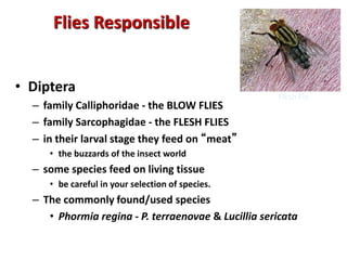 Buzzard Insect Use of Insects in Medicine 2020.ppt