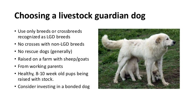 stock guardian dogs