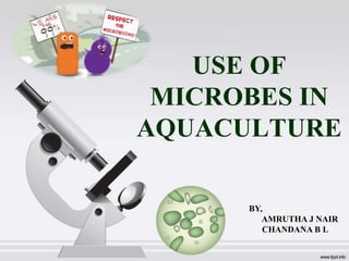 USE OF
MICROBES IN
AQUACULTURE
BY,
AMRUTHA J NAIR
CHANDANA B L
 