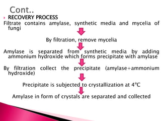  RECOVERY PROCESS
Filtrate contains amylase, synthetic media and mycelia of
fungi
By filtration, remove mycelia
Amylase is separated from synthetic media by adding
ammonium hydroxide which forms precipitate with amylase
By filtration collect the precipitate (amylase+ammonium
hydroxide)
Precipitate is subjected to crystallization at 4ºC
Amylase in form of crystals are separated and collected
 