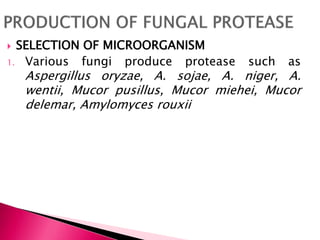  SELECTION OF MICROORGANISM
1. Various fungi produce protease such as
Aspergillus oryzae, A. sojae, A. niger, A.
wentii, Mucor pusillus, Mucor miehei, Mucor
delemar, Amylomyces rouxii
 