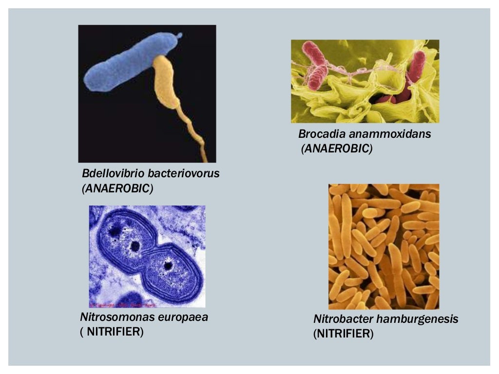 Use of in wastewater treatment