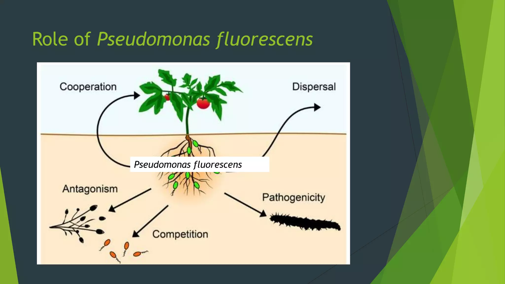 Role of Pseudomonas fluorescens
Pseudomonas fluorescens
 