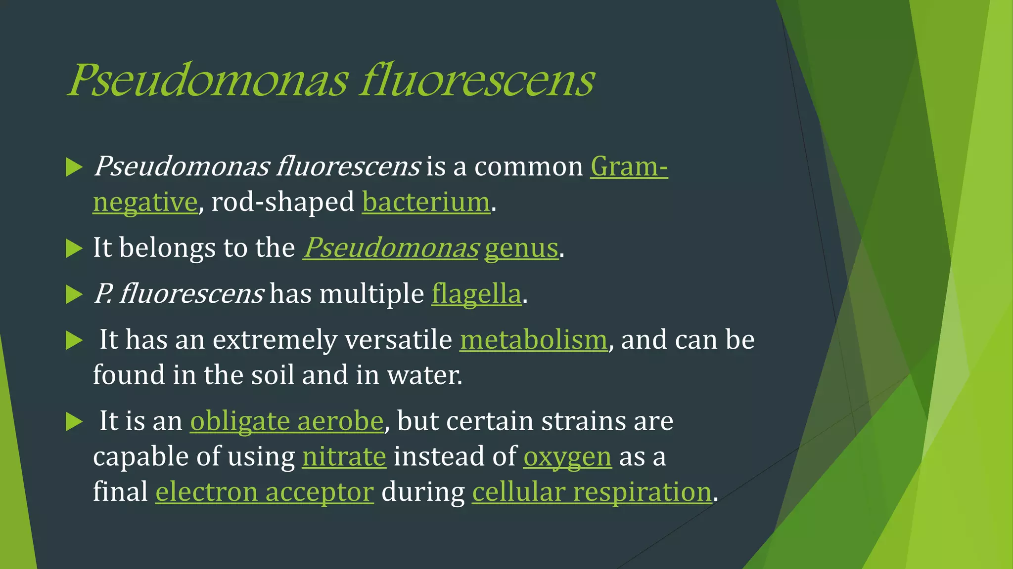 Pseudomonas fluorescens
 Pseudomonas fluorescens is a common Gram-
negative, rod-shaped bacterium.
 It belongs to the Pseudomonas genus.
 P. fluorescens has multiple flagella.
 It has an extremely versatile metabolism, and can be
found in the soil and in water.
 It is an obligate aerobe, but certain strains are
capable of using nitrate instead of oxygen as a
final electron acceptor during cellular respiration.
 
