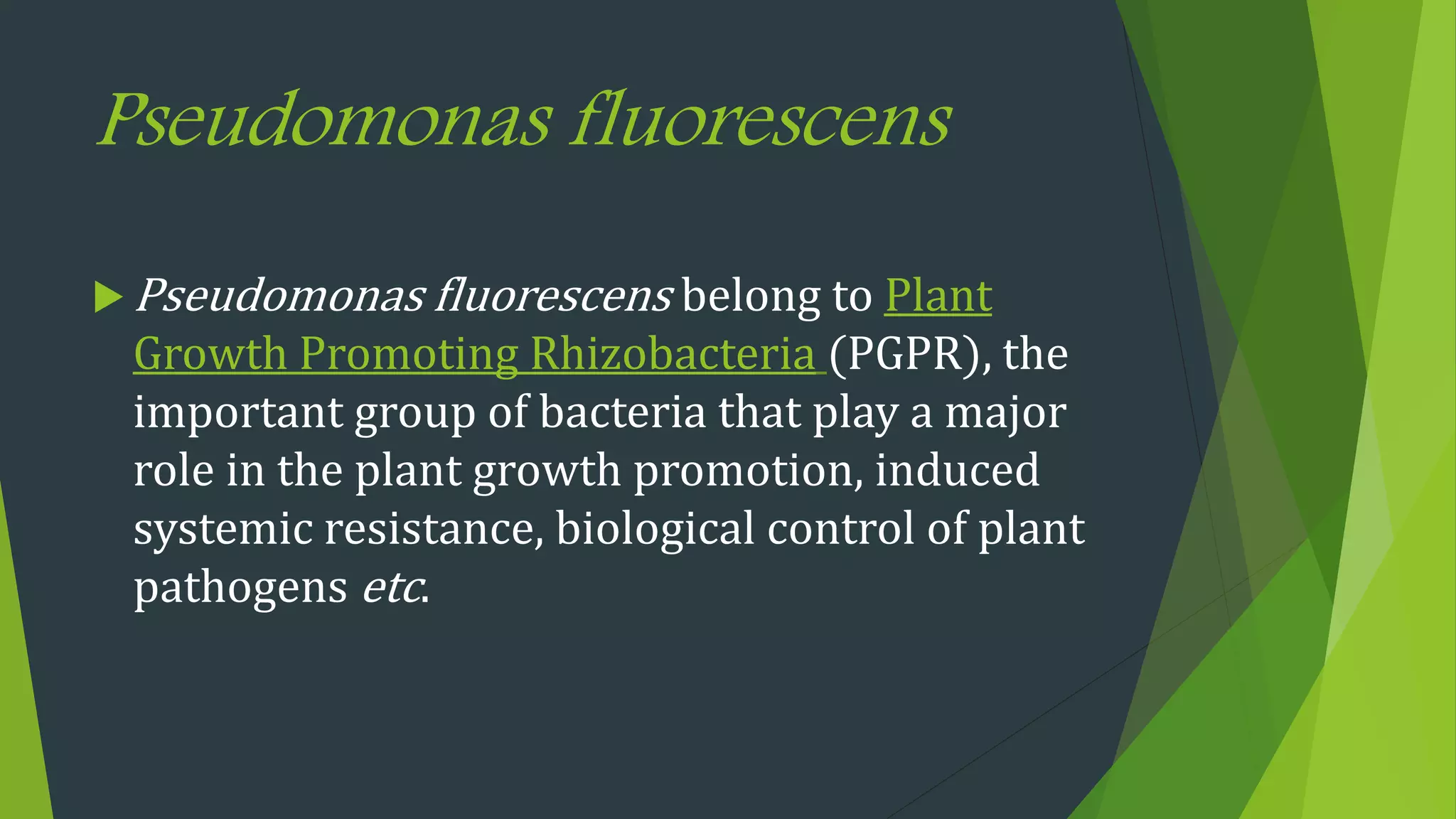 Pseudomonas fluorescens
 Pseudomonas fluorescens belong to Plant
Growth Promoting Rhizobacteria (PGPR), the
important group of bacteria that play a major
role in the plant growth promotion, induced
systemic resistance, biological control of plant
pathogens etc.
 