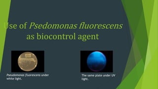 Use of Psedomonas fluorescens
as biocontrol agent
The same plate under UV
light.
Pseudomonas fluorescens under
white light.
 