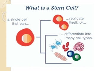 Use of stem cells | PPT