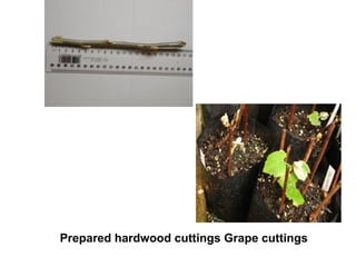Prepared hardwood cuttings Grape cuttings
 