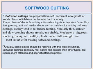 SOFTWOOD CUTTING
 Softwood cuttings are prepared from soft, succulent, new growth of
woody plants, which have not become hard or woody.
Proper choice of shoots for making softwood cuttings is an important factor. Very
fast growing, soft and tender shoots arc not suitable for making softwood
cuttings, as they tend to rot before rooting. Similarly thin, slender
and slow-growing shoots are also unsuitable. Moderately vigorous
shoots growing on healthy plants under full sunlight are
most suitable for making softwood cuttings.
Usually, some leaves should be retained with this type of cuttings.
Softwood cuttings generally root easier and quicker than other types, but
require more attention and sophisticated equipment.
 