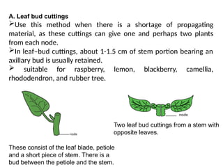 A. Leaf bud cuttings
Use this method when there is a shortage of propagating
material, as these cuttings can give one and perhaps two plants
from each node.
In leaf–bud cuttings, about 1-1.5 cm of stem portion bearing an
axillary bud is usually retained.
 suitable for raspberry, lemon, blackberry, camellia,
rhododendron, and rubber tree.
These consist of the leaf blade, petiole
and a short piece of stem. There is a
bud between the petiole and the stem.
Two leaf bud cuttings from a stem with
opposite leaves.
 