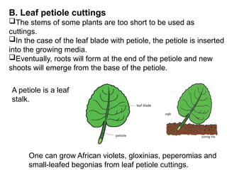 B. Leaf petiole cuttings
The stems of some plants are too short to be used as
cuttings.
In the case of the leaf blade with petiole, the petiole is inserted
into the growing media.
Eventually, roots will form at the end of the petiole and new
shoots will emerge from the base of the petiole.
One can grow African violets, gloxinias, peperomias and
small-leafed begonias from leaf petiole cuttings.
A petiole is a leaf
stalk.
 