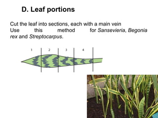 D. Leaf portions
Cut the leaf into sections, each with a main vein
Use this method for Sansevieria, Begonia
rex and Streptocarpus.
 