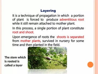 The stem which
is rooted is
called a layer
 