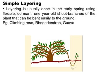 Simple Layering
• Layering is usually done in the early spring using
flexible, dormant, one year-old shoot-branches of the
plant that can be bent easily to the ground.
Eg. Climbing rose, Rhododendron, Guava
 