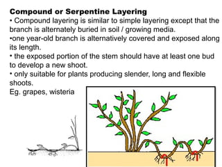 Compound or Serpentine Layering
• Compound layering is similar to simple layering except that the
branch is alternately buried in soil / growing media.
•one year-old branch is alternatively covered and exposed along
its length.
• the exposed portion of the stem should have at least one bud
to develop a new shoot.
• only suitable for plants producing slender, long and flexible
shoots.
Eg. grapes, wisteria
 