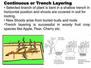 Continuous or Trench Layering
• Selected branch of plant is bent in a shallow trench in
horizontal position and shoots are covered in soil for
rooting.
• New Shoots arise from buried buds and roots
•Trench layering is successful in woody fruit crop
species like Apple, Pear, Cherry etc.
 