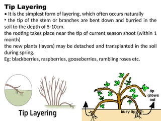 Tip Layering
• It is the simplest form of layering, which often occurs naturally
• the tip of the stem or branches are bent down and burried in the
soil to the depth of 5-10cm.
the rooting takes place near the tip of current season shoot (within 1
month)
the new plants (layers) may be detached and transplanted in the soil
during spring.
Eg: blackberries, raspberries, gooseberries, rambling roses etc.
 