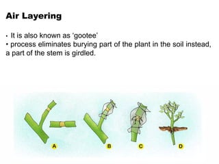 Air Layering
• It is also known as ‘gootee’
• process eliminates burying part of the plant in the soil instead,
a part of the stem is girdled.
 