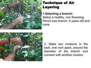 Technique of Air
Layering
1.Selecting a branch:
Select a healthy, non flowering,
Pencil size branch, 5 years old and
more
2. Make two incisions in the
bark, one inch apart, around the
diameter of the branch and
connect with another incision
 