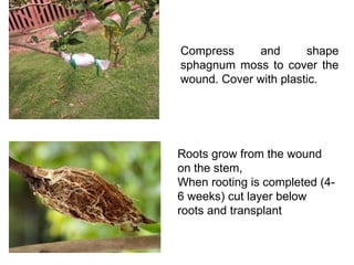 Compress and shape
sphagnum moss to cover the
wound. Cover with plastic.
Roots grow from the wound
on the stem,
When rooting is completed (4-
6 weeks) cut layer below
roots and transplant
 