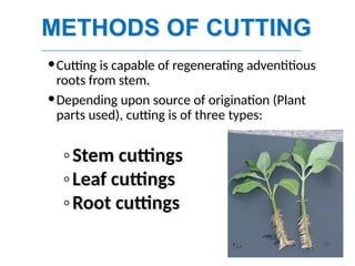 METHODS OF CUTTING
Cutting is capable of regenerating adventitious
roots from stem.
Depending upon source of origination (Plant
parts used), cutting is of three types:
◦Stem cuttings
◦Leaf cuttings
◦Root cuttings
 