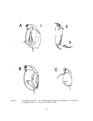 127
Figure 2. Ceriodaphnia reticulata. A. (1) parthenogenetic female, (2) postabdomen, (3) and claw;
B. ephippial female; C. Male. (From USEPA, 1986)
 
