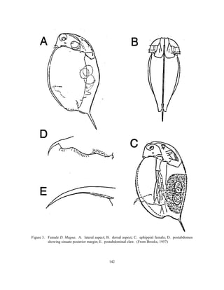 142
Figure 3. Female D. Magna. A. lateral aspect; B. dorsal aspect; C. ephippial female; D. postabdomen
showing sinuate posterior margin; E. postabdominal claw. (From Brooks, 1957)
 