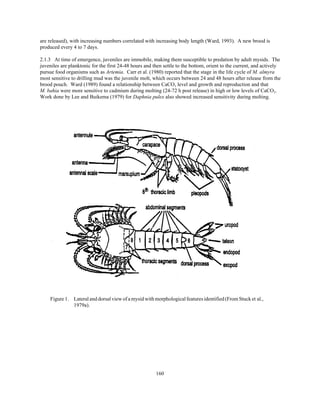 160
Figure 1. Lateral and dorsal view ofamysidwithmorphologicalfeaturesidentified(From Stuck et al.,
1979a).
are released), with increasing numbers correlated with increasing body length (Ward, 1993). A new brood is
produced every 4 to 7 days.
2.1.3 At time of emergence, juveniles are immobile, making them susceptible to predation by adult mysids. The
juveniles are planktonic for the first 24-48 hours and then settle to the bottom, orient to the current, and actively
pursue food organisms such as Artemia. Carr et al. (1980) reported that the stage in the life cycle of M. almyra
most sensitive to drilling mud was the juvenile molt, which occurs between 24 and 48 hours after release from the
brood pouch. Ward (1989) found a relationship between CaCO3 level and growth and reproduction and that
M. bahia were more sensitive to cadmium during molting (24-72 h post release) in high or low levels of CaCO3.
Work done by Lee and Buikema (1979) for Daphnia pulex also showed increased sensitivity during molting.
 
